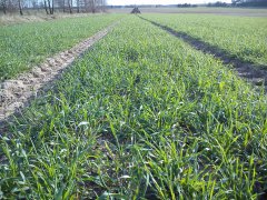 Żyto Dańkowski Amber