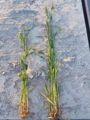 Zyto Dankowskie Diament