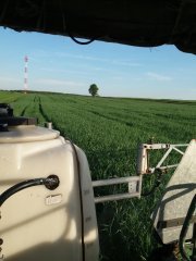 Żyto dańkowskie opal