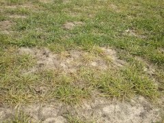 Żyto hybrydowe Bono