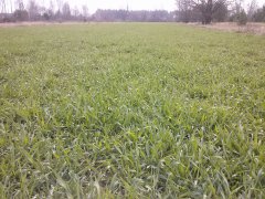 Żyto hybrydowe Bono