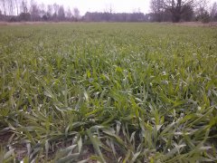 Żyto hybrydowe Bono