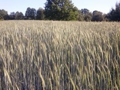 Żyto hybrydowe Bono