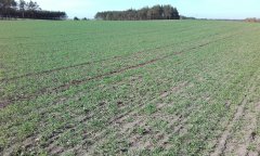 Żyto hybrydowe palazzo