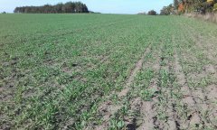 Żyto hybrydowe palazzo