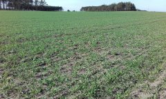 Żyto hybrydowe palazzo