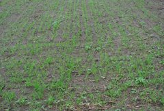 Żyto hybrydowe skaltio