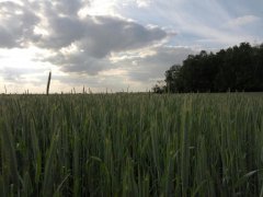 Żyto ozime hybrydowe