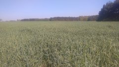Żyto z dnia 8.05.2016