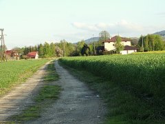 Żyto