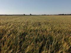 Mieszanka Zbożowa Jęczmień +Pszenica