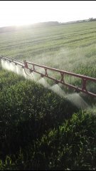 Mieszanka Zbożowa Jęczmień + Pszenica