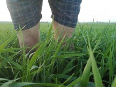 Mieszanka Zbożowa Jęczmień + Pszenica 