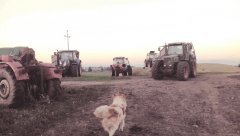 Massey Ferguson 3115