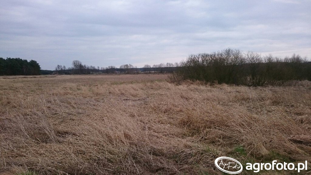 Pole - zdjęcie, fotka, foto numer: 578552 - Galeria rolnicza agrofoto