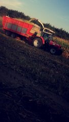 Akcja kukurydza 2016