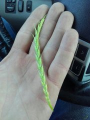 Arkadia - tuż przed kłoszeniem