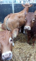 Aukcja bydła Janów :-)