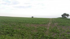 buraki cukrowe i Lamborghini