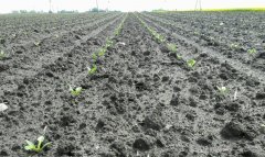 Buraki cukrowe KWS SUKCESJA