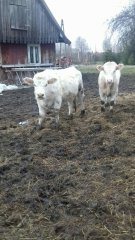 Byczek i jałówka CH