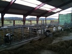 byczki znajomego w Niemczech