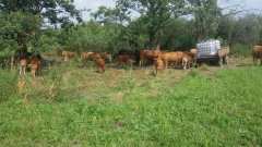 Bydło przy wodopoju 