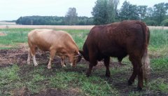 Byki salers i highland 50%