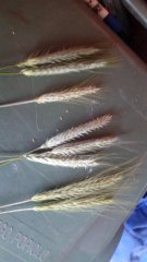 Cztery odmiany pszenżyta