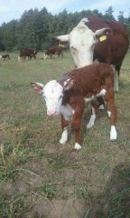 Jałóweczka hereford