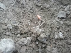 Jęczmień jary Ella