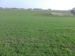 Jęczmień Jary Iron