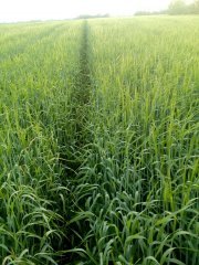 Jęczmień jary Iron