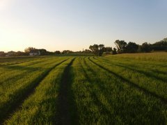 Jęczmień jary penguin