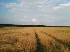 Jęczmień jary