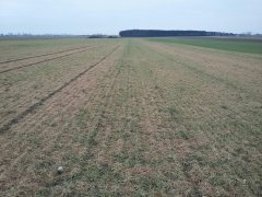 Jęczmień  ozimy Anja