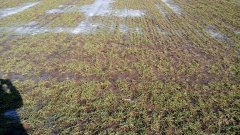 Jęczmień ozimy Antonella 25.02.17r