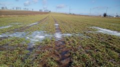 Jęczmień ozimy Antonella 25.02.17r