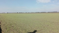 Jęczmień ozimy hybrydowy wootan