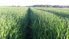 Jeczmień Ozimy KWS Meridian