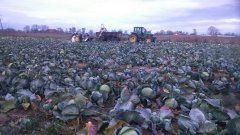 John deere 6800 i taśma do transportu na Przyczepę