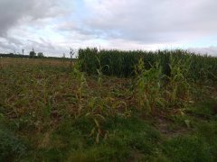 Kukurydza Barman po przejściu dzików