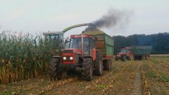 Kukurydza na Kiszonkę z Ursusami :)