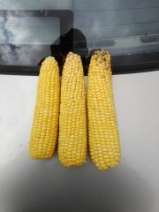 Kukurydza na kiszonke