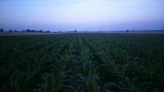 Kukurydza nk falkone