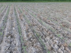 Kukurydza strip till