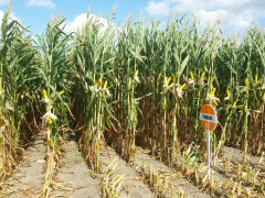 Kukurydza