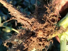 Larwa śmietki kapuścianej