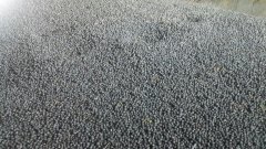 łubin niebieski suchy