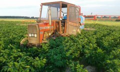 Massey ferguson 255 & biardzki 600/12